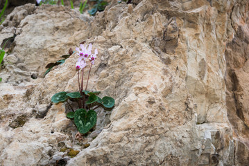 Cyclamens next to Kibbutz Hephzibah