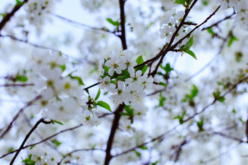 Flowering fruit trees bloom in the garden with white flowers