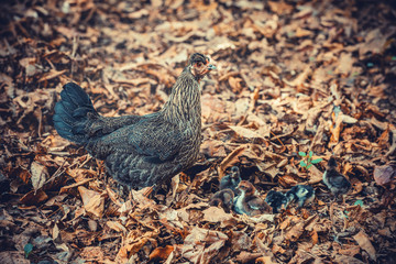 hen with chicks