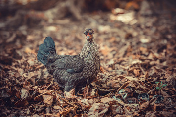 hen with chicks