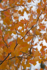 Turning Aspen Branches