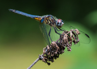 Blue Dragonfly