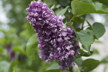 Сирень растет на дереве