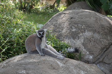 Ring-tailed Lemur Sitting on boulder