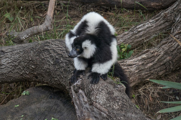Black-and-white Ruffed Lemur Sitting On Tree Trunk