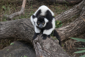 Black-and-white Ruffed Lemur Sitting On Tree Trunk