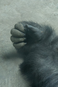 Gorilla Hand Closeup