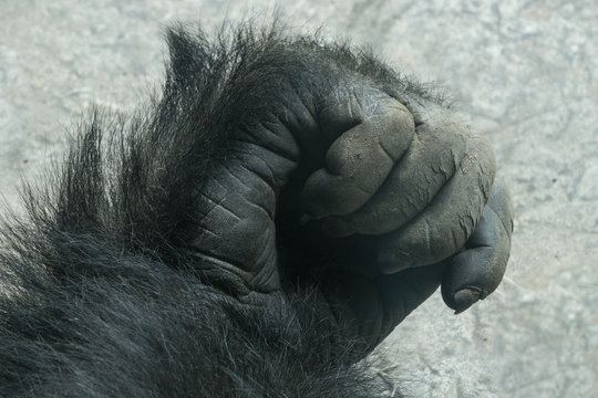 Gorilla Hand Closeup