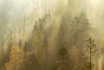 Fotobehang Autumn morning mist rolling over taiga forest in Oulanka national park, Kuusamo, Finland. © juerpa68