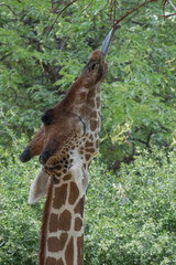Giraffe Eating Leaves off a Tree Closeup