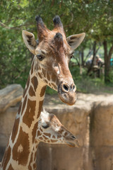 Giraffe Closeup