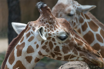 Giraffe Closeup