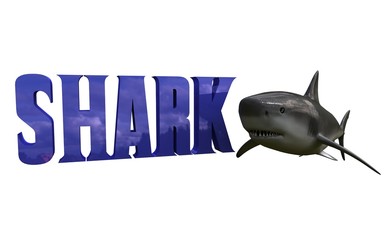 shark word and object 3d rendering