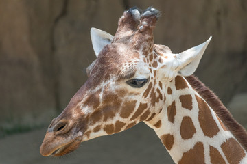 Giraffe Closeup