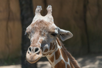 Obraz premium Giraffe Closeup