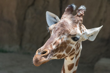 Giraffe Closeup