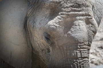 Elephant Eating Hay Closeup