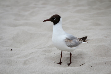 Lachmöwe am Strand im Sand stehend