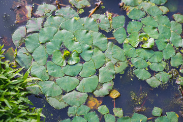 Water chestnut (caltrop) plant with green leaves in the water