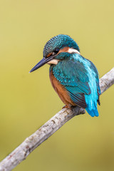 kingfisher