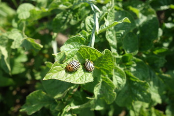 Colorado beetles
