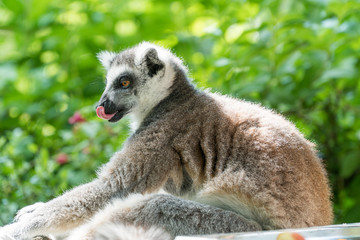 Naklejka na ściany i meble Lemur from Madagascar