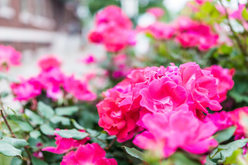 Macro closeup of red and pink blooming roses showing detail and texture