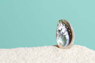 Abalone shell on white sand on turquoise background. Ormer, Haliotis, sea snail, marine gastropod...
