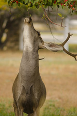 Mule Deer Buck and Crabapple Tree