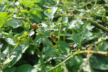 Colorado beetles larvae feeding on the potato leaf