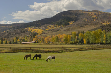 Fototapeta na wymiar Horses Grazing in Autumn Pasture