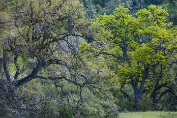 oaks with spring leaves, Figueroa Mountain, near Santa Barbara, California