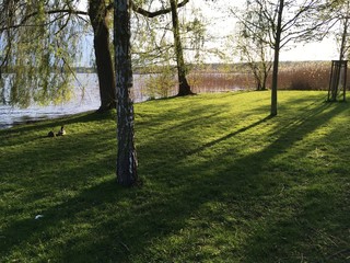 Enten im Kurpark Bad Saarow