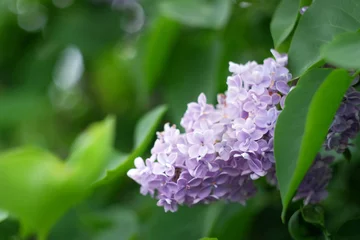 Photo sur Plexiglas Lilas Lilac flowers on green