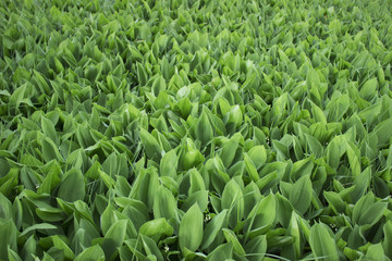 Fototapeta premium Lilies of the valley bloom on a hill
