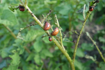 Fototapeta premium Colorado beetles larvae feeding on the potato leaf