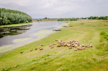 Sheep grazing on the spring 