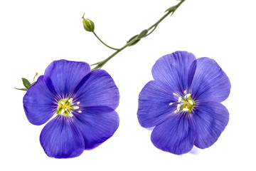 Blue flowers of flax, isolated on white background