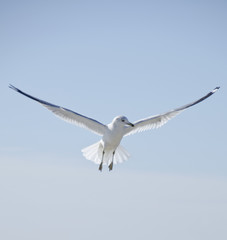 Fototapeta premium Seagull in Flight