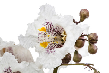 Flower of tree Catalpa, lat. Catalpa speciosa, isolated on white background