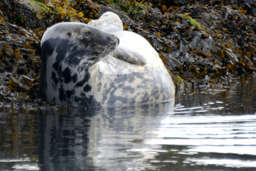Obraz premium Grey seal, Firth of Forth, Scotland