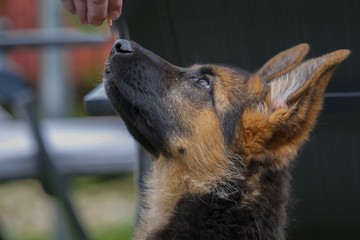 Junger Deutscher Schäferhund schaut sehr aufmerksam