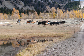 Fototapeta na wymiar Bringing the cows off Big Mountain