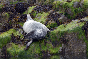 Grey seal, Firth of Forth, Scotland