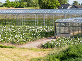 Greenhouses of flower nursery in polder of Bommelerwaard, Netherlands