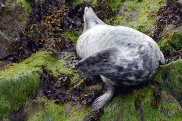 Grey seal, Firth of Forth, Scotland