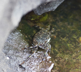 Crabe,Guadeloupe