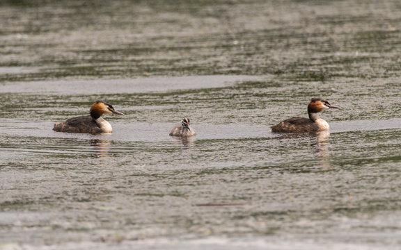 Great crested grebes (Podiceps cristatus) parents with chick. Elegant waterbirds in the family Podicipedidae with young with black and white striped head © iredding01
