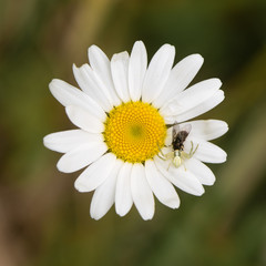Fototapeta premium Misumena vatia crab spider with fly on daisy. Camouflaged arachnid holding prey on ox-eye daisy (Leucanthemum vulgare), in the family Asteraceae
