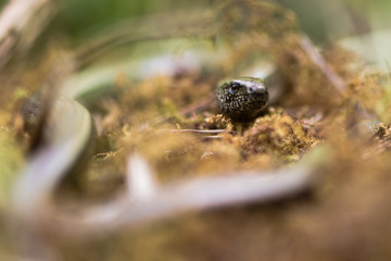 Slow worm (Anguis fragilis) head and eye. A legless lizard in the family Anguidae, with shallow depth of field on eye